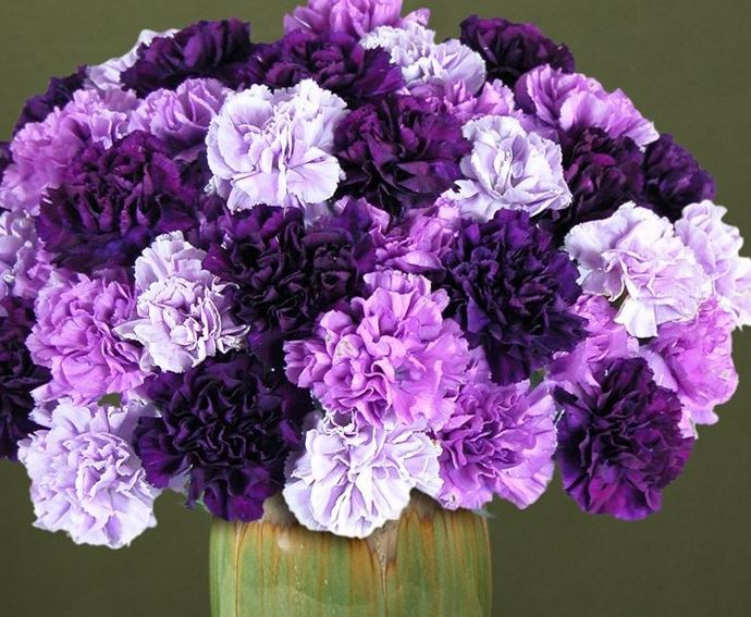 Hình ảnh hoa cẩm chướng đẹp nhất 10