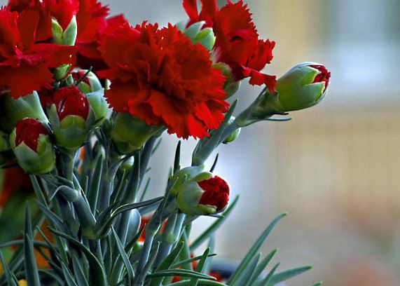 Hình ảnh hoa cẩm chướng đẹp nhất 11