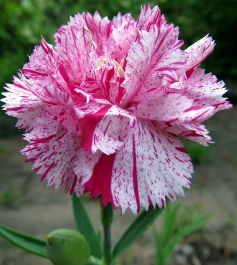 Hình ảnh hoa cẩm chướng đẹp nhất 12