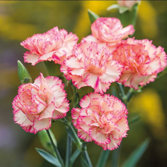 Hình ảnh hoa cẩm chướng đẹp nhất 14