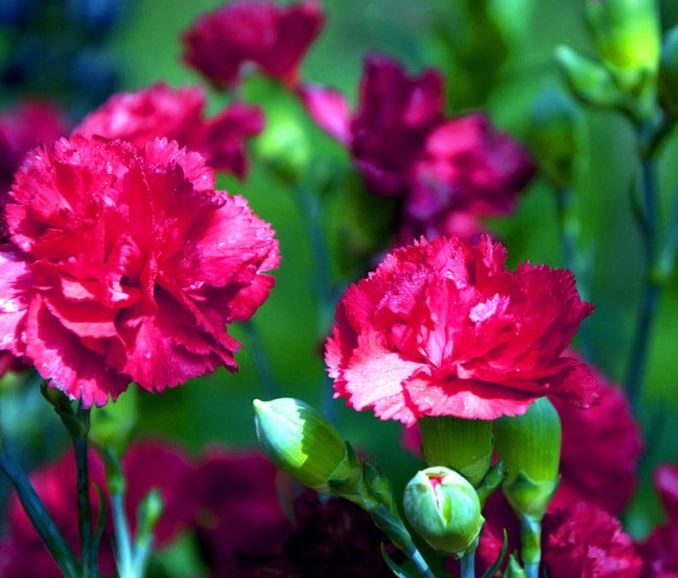 Hình ảnh hoa cẩm chướng đẹp nhất 17