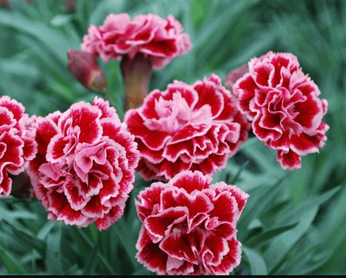 Hình ảnh hoa cẩm chướng đẹp nhất 19