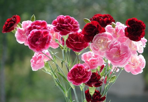 Nguồn gốc và ý nghĩa của hoa cẩm chướng