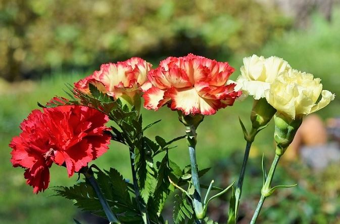 Hình ảnh hoa cẩm chướng đẹp nhất 2