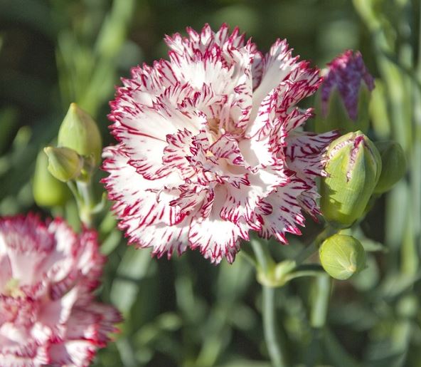 Hình ảnh hoa cẩm chướng đẹp nhất 3