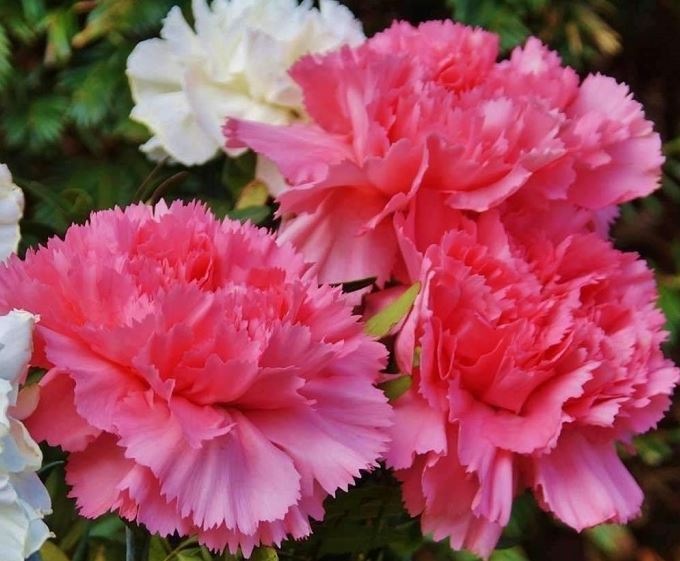 Hình ảnh hoa cẩm chướng đẹp nhất 5