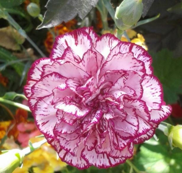 Hình ảnh hoa cẩm chướng đẹp nhất 6