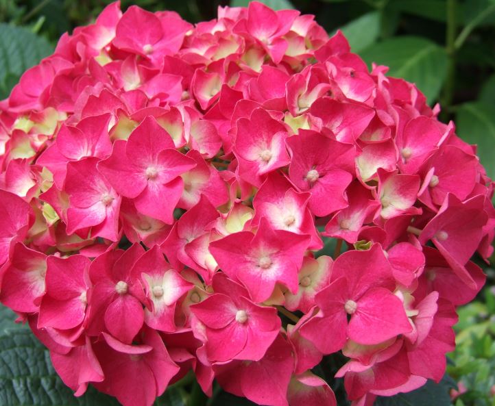 Hình ảnh về hoa cẩm tú cầu 9