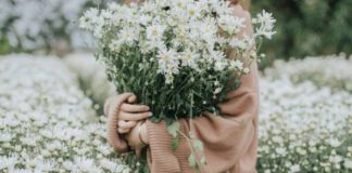 Cúc họa mi – Loài hoa hoang dại tượng trưng cho tình yêu Home 5