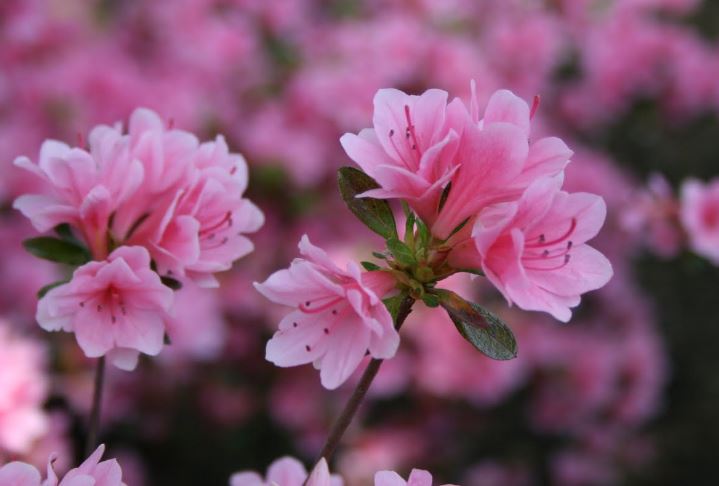 Hình ảnh về hoa đỗ quyên đẹp 10