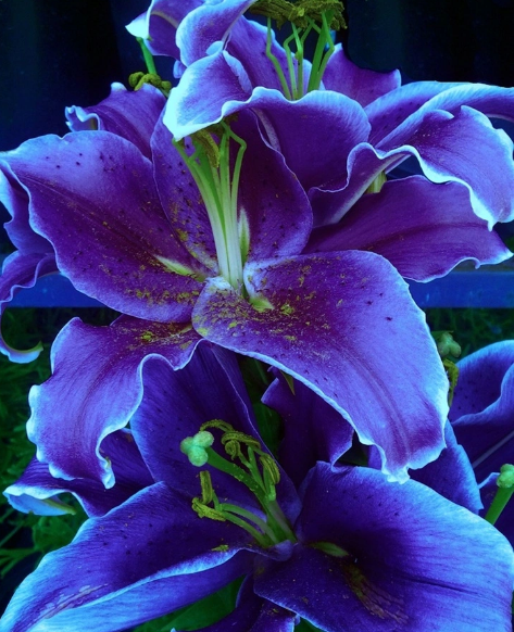 Những hình ảnh về hoa ly đẹp nhất 7