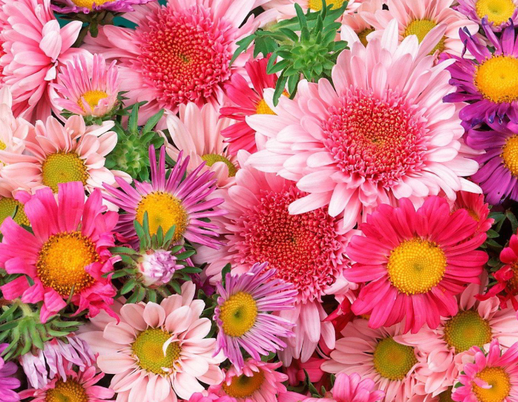 Những hình ảnh về hoa Cúc đẹp nhất 12