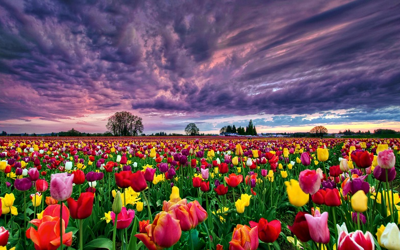 Hình ảnh đẹp nhất về loài hoa Tulip 16
