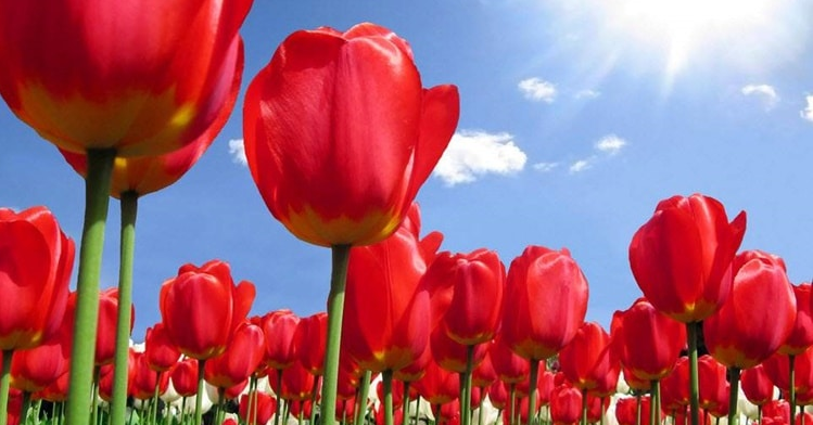 Ý nghĩa Hoa Tulip Đỏ