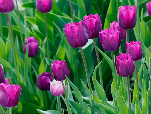 Vườn tulip tím