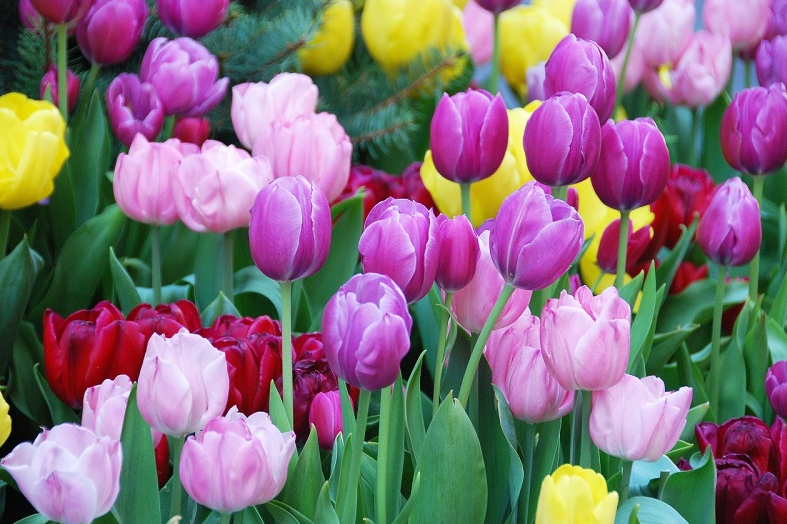 Hình ảnh đẹp nhất về loài hoa Tulip 3