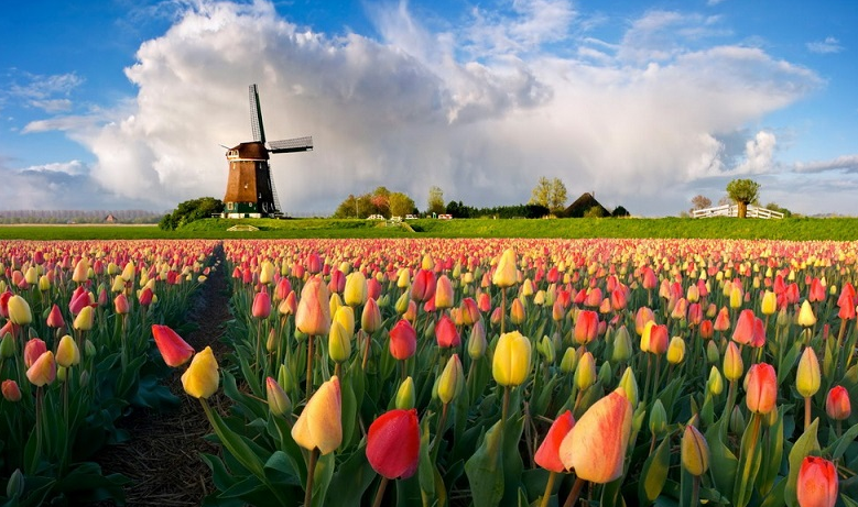 Hình ảnh đẹp nhất về loài hoa Tulip 5