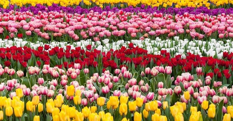Hình ảnh đẹp nhất về loài hoa Tulip 8