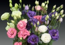 Hoa cát tường – Loài hoa tượng trưng cho sự vui sướng, hạnh phúc và may mắn