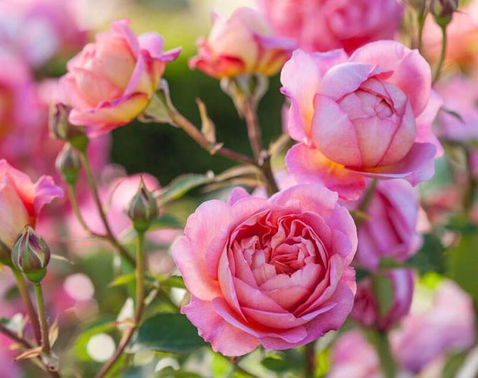 Hình ảnh đẹp nhất về loài hoa hồng leo 2