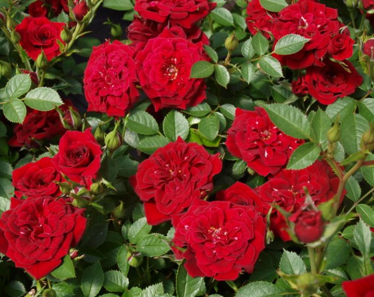 Hình ảnh đẹp nhất về loài hoa hồng leo 8