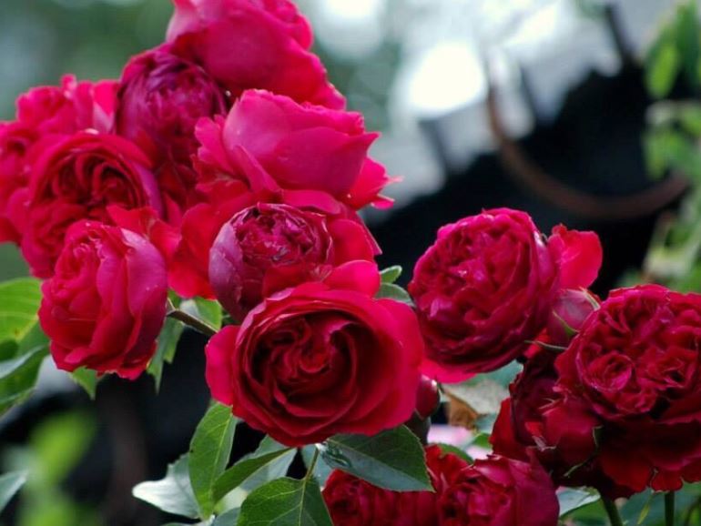 Hình ảnh đẹp nhất về loài hoa hồng leo 9