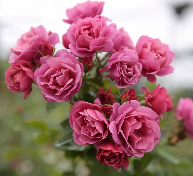 Hình ảnh đẹp nhất về loài hoa hồng leo 11