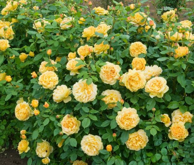 Hình ảnh đẹp nhất về loài hoa hồng leo 15