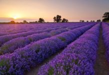Hoa lavender – Loài thảo dược tình yêu, tượng trưng cho sự chung thủy