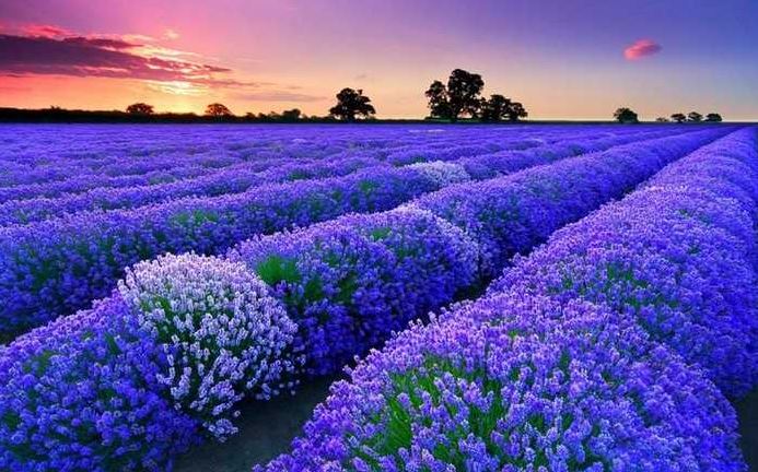 Hình ảnh đẹp nhất về hoa lavender 3