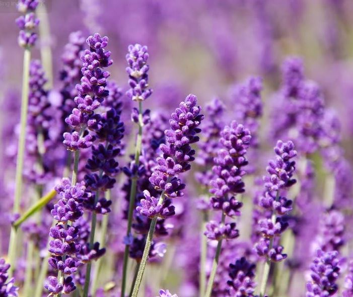 Hình ảnh đẹp nhất về hoa lavender 9