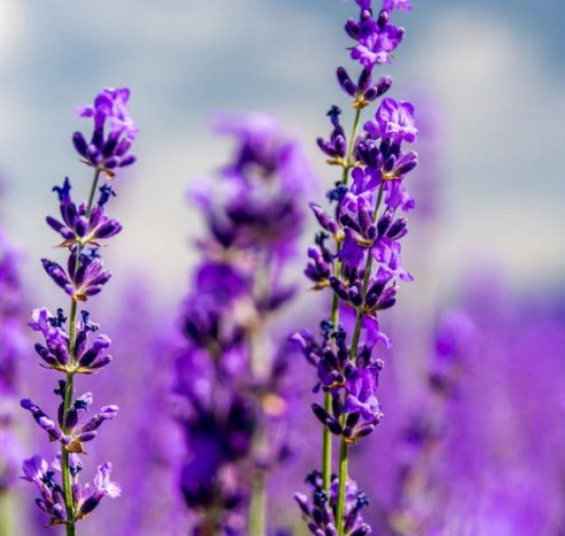 Hình ảnh đẹp nhất về hoa lavender 11