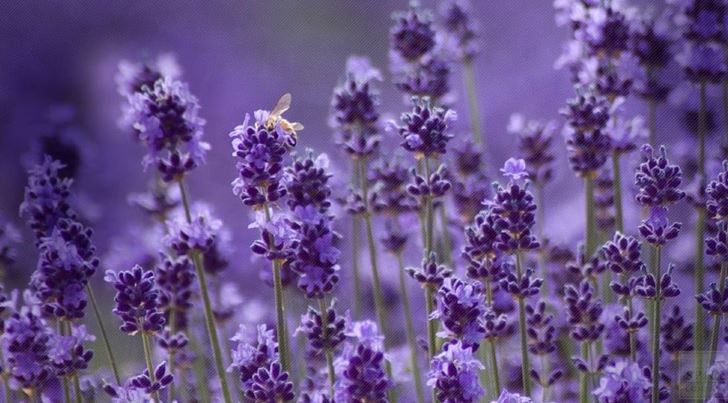 Hoa lavender là gì?