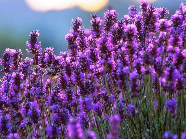 Hình ảnh đẹp nhất về hoa lavender 13