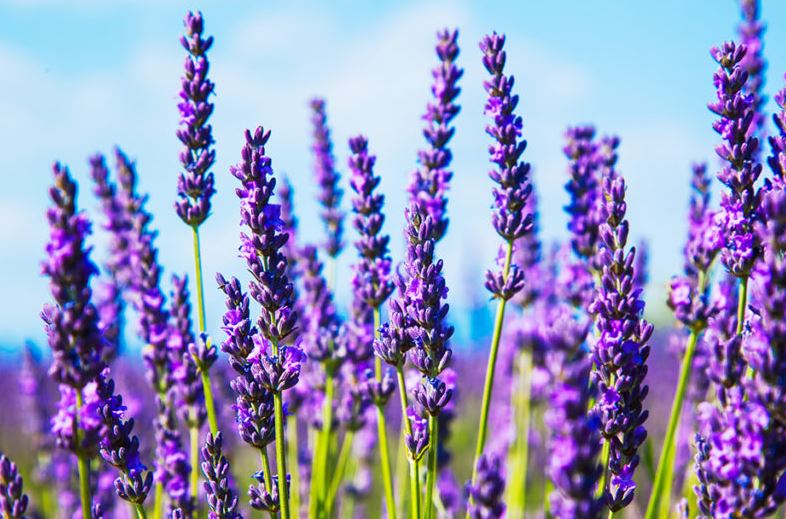 Hình ảnh đẹp nhất về hoa lavender 15