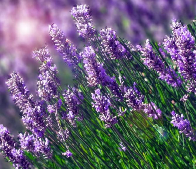 Sự tích hoa lavender