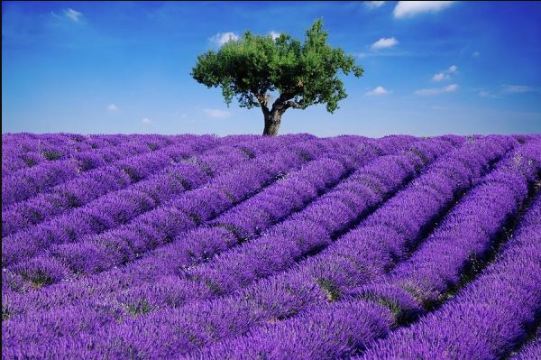 Hình ảnh đẹp nhất về hoa lavender 1