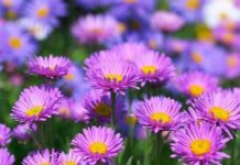 Hoa thạch thảo – Loài hoa mỏng manh gợi sự nhớ mong và chờ đợi