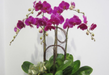 Lan hồ điệp – Loài hoa được mệnh danh là nữ hoàng của các loài hoa lan